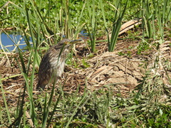 Nycticorax nycticorax