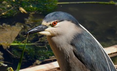 Nycticorax nycticorax