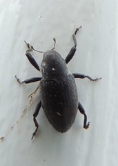 Tyloderma baridium