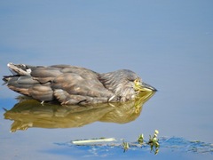 Nycticorax nycticorax