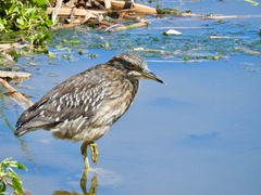 Nycticorax nycticorax