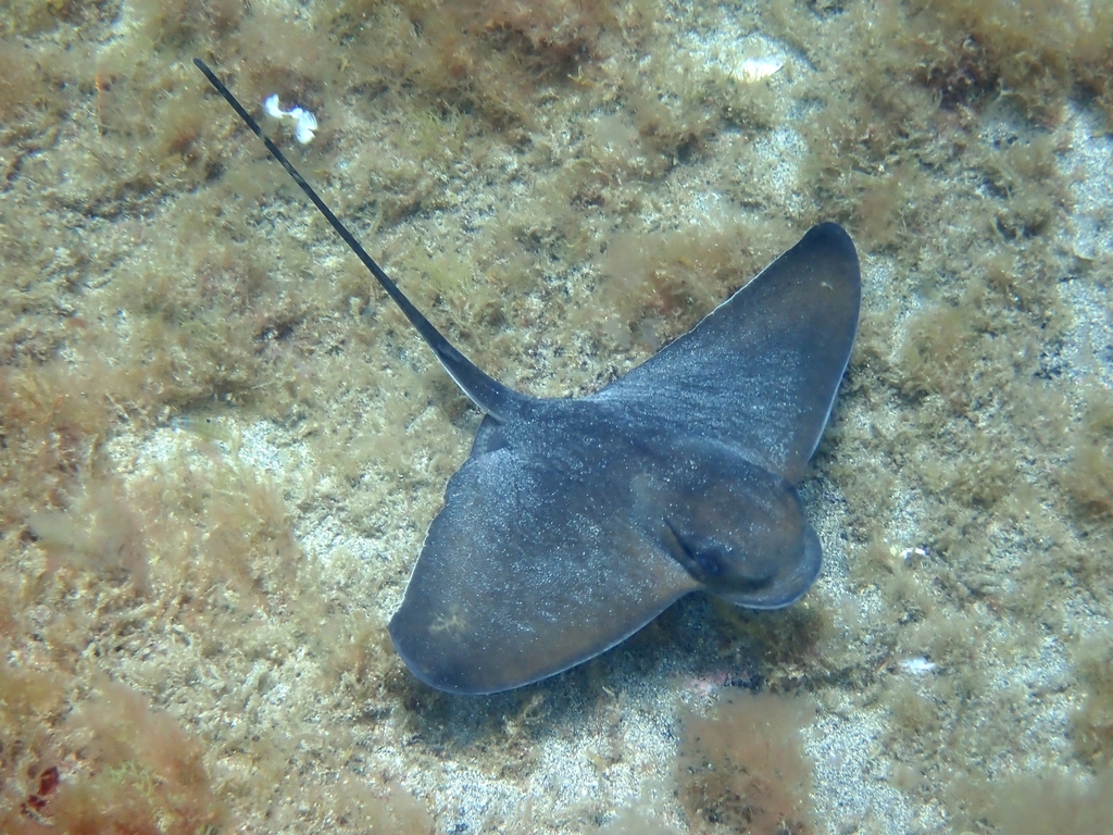 Common eagle ray with a long whip-like tail swimming over seabed algae