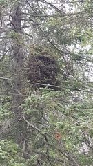 Chrysomyxa arctostaphyli