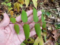 Rhus × borealis