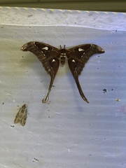 Coscinocera hercules