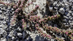 Halogeton glomeratus