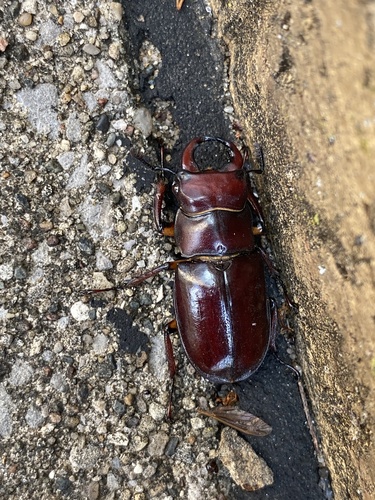 Reddish-brown stag beetle