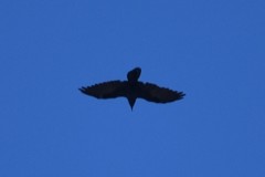 Corvus corax