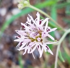 Phthiriinae