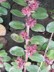 Euphorbia humistrata