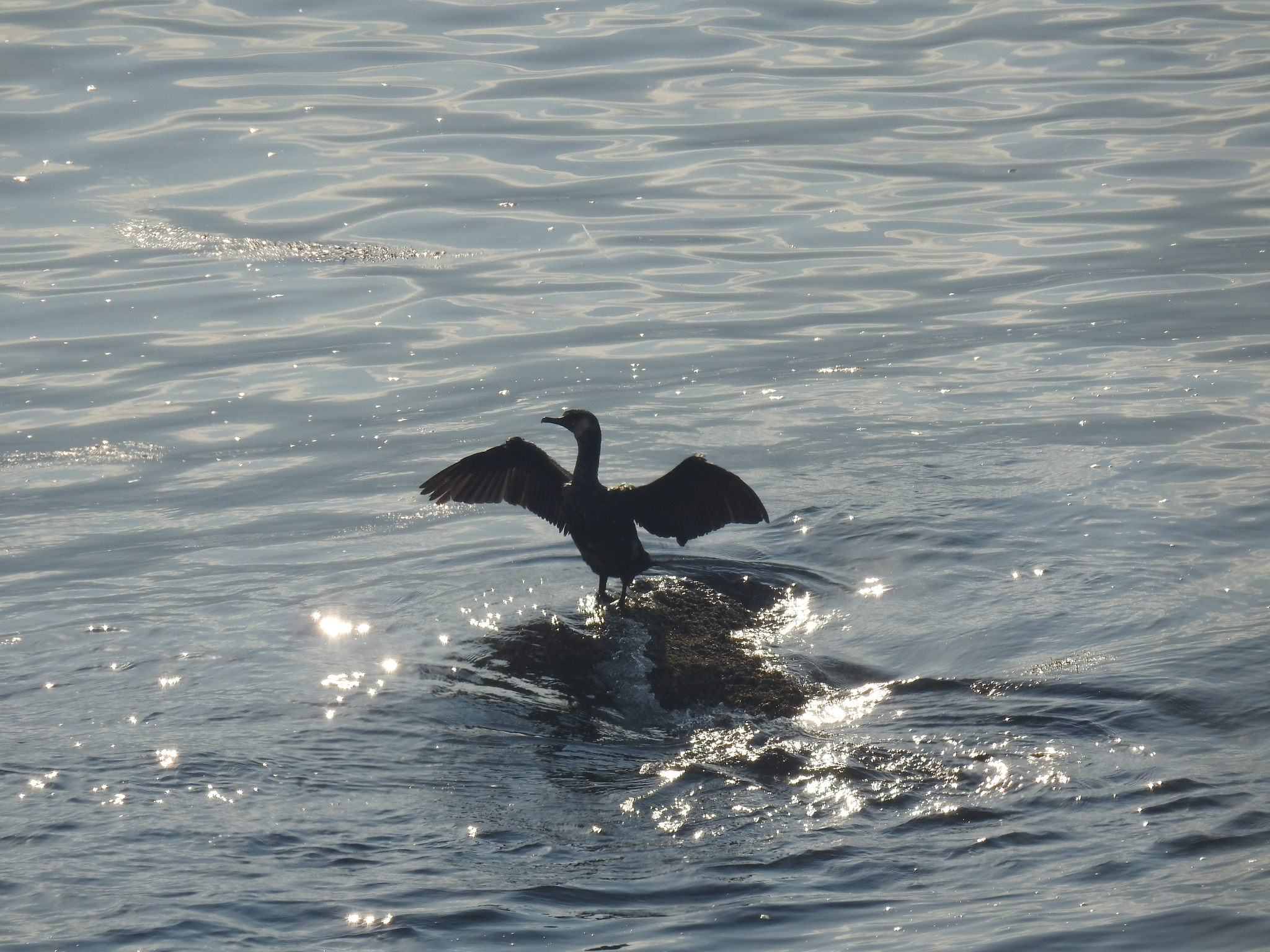 Japanese Cormorant