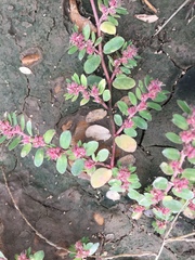 Euphorbia humistrata