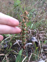 Spiranthes magnicamporum