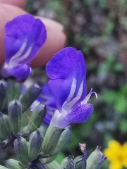Salvia urolepis