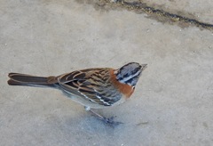 Zonotrichia capensis