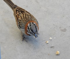 Zonotrichia capensis