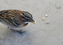 Zonotrichia capensis