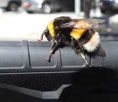 Bombus terrestris