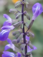Salvia urolepis