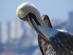 Pelecanus thagus