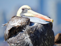 Pelecanus thagus