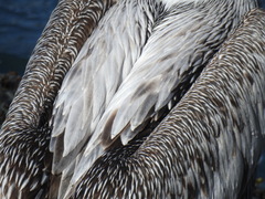 Pelecanus thagus