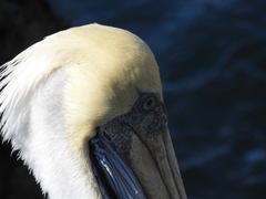Pelecanus thagus