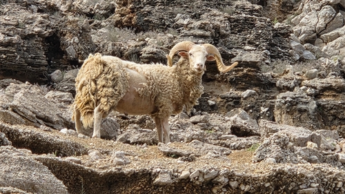 Ovis aries