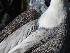 Pelecanus thagus