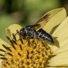 Coelioxys dolichos