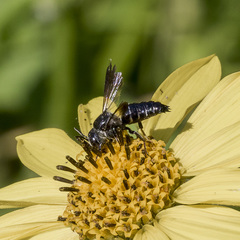 Coelioxys dolichos