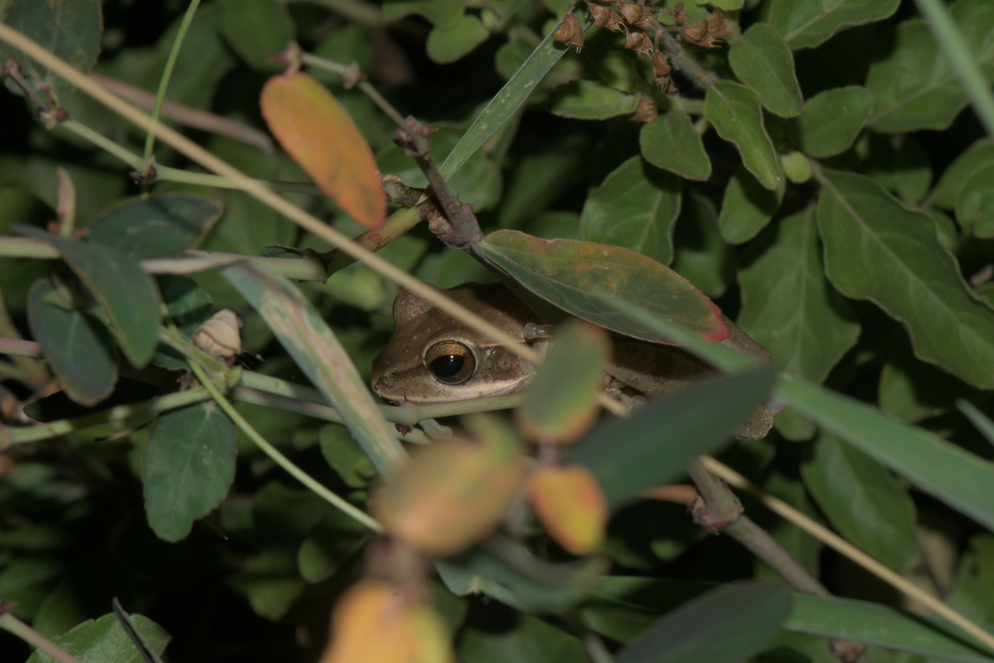 Big-Headed Whipping Frog