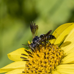 Coelioxys dolichos