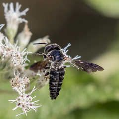 Coelioxys dolichos