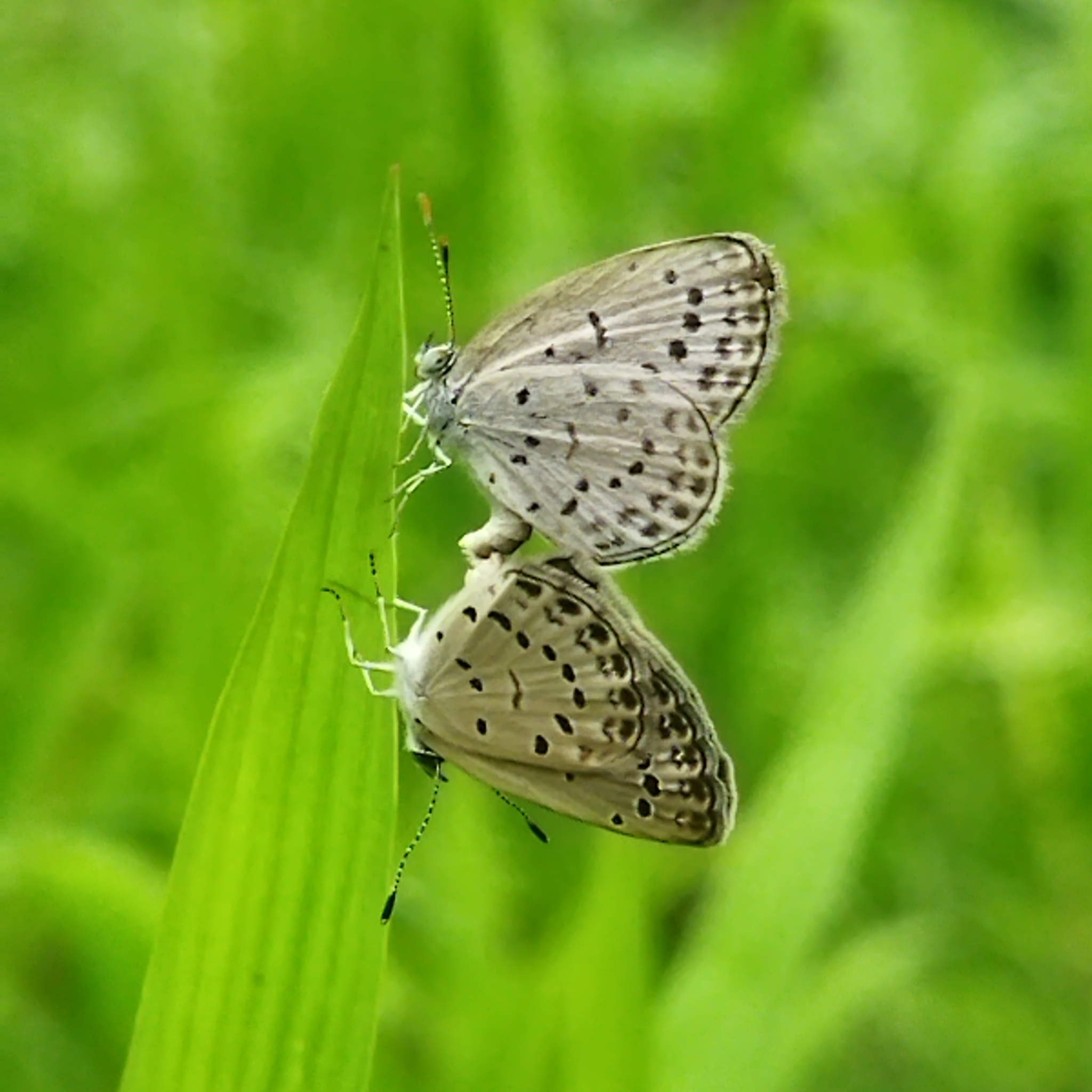 Pale Grass Blue