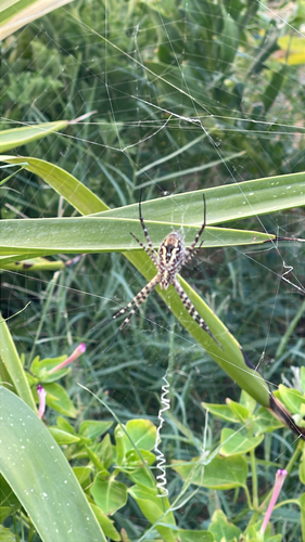 Banded Garden Spider