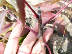 Rhus × borealis