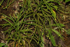 Diphasiastrum thyoides