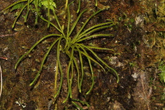 Diphasiastrum thyoides