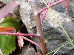 Rhus × borealis