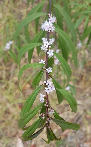 Image of Myoporum Bateae (Myoporum bateae) by no rights reserved