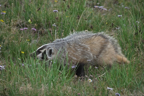 American Badger photographed in Colorado