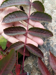 Rhus × borealis
