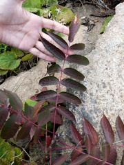 Rhus × borealis