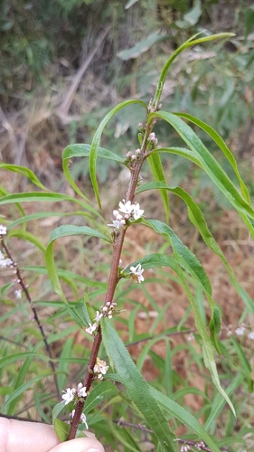 Image of Myoporum Bateae (Myoporum bateae) by no rights reserved