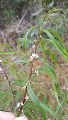 Myoporum bateae