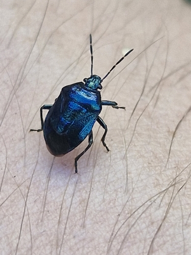 Blue Shield Bug photo 5