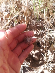 Trifolium hirtum