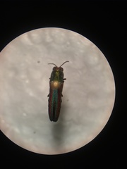 Agrilus pulchellus