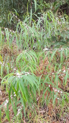 Image of Myoporum Bateae (Myoporum bateae) by no rights reserved